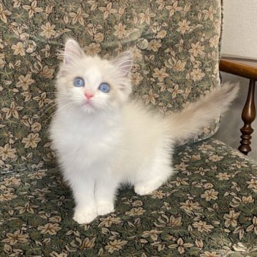 ラグドール【北海道・女の子・2025年1月16日・ブルーポイントバイカラー】の写真「両親猫遺伝子検査クリア　綺麗なハチワレ美人」