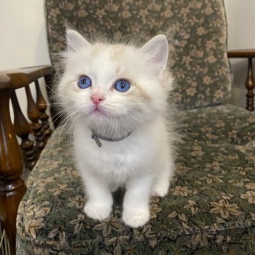 ラグドール【北海道・男の子・2024年12月20日・シールリンクスポイントバイカラー】の写真「両親猫遺伝子検査クリア　綺麗なリンクス」
