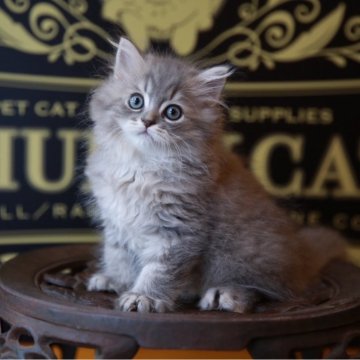 ラガマフィン【北海道・男の子・2025年6月4日・ブルークリームタビー】の写真「親猫遺伝子検査クリア　毛量たっぷり」