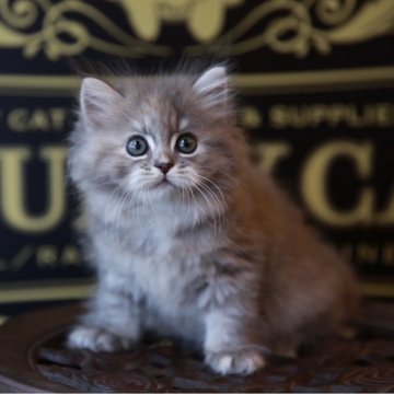 ラガマフィン【北海道・女の子・2025年6月4日・ブルークリームタビー】の写真「親猫遺伝子検査クリア　髭袋ぷっくり」