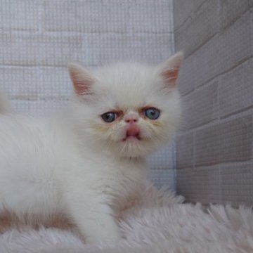 エキゾチックショートヘア【熊本県・女の子・2024年6月12日・ホワイト】の写真「紅一点💕」