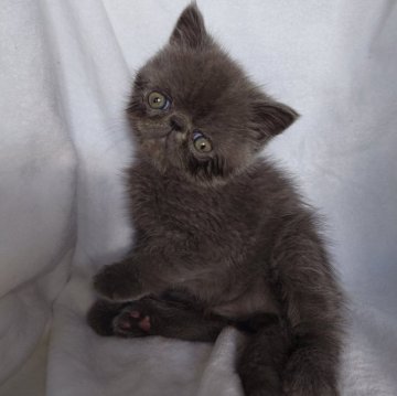 エキゾチックショートヘア【熊本県・男の子・2024年1月29日・ブルー】の写真「キレーなブルーのやんちゃな男の子です🎶」