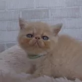 エキゾチックショートヘア【熊本県・男の子・2024年6月12日・クリームタビー】の写真1「イケメンboy👦」