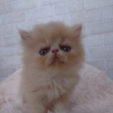 エキゾチックロングヘア