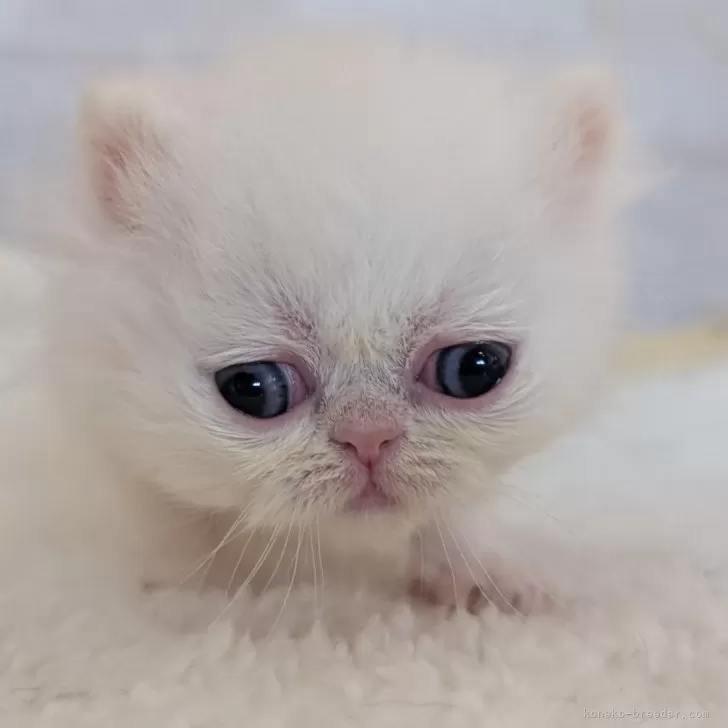 ID：2501-01905の子猫