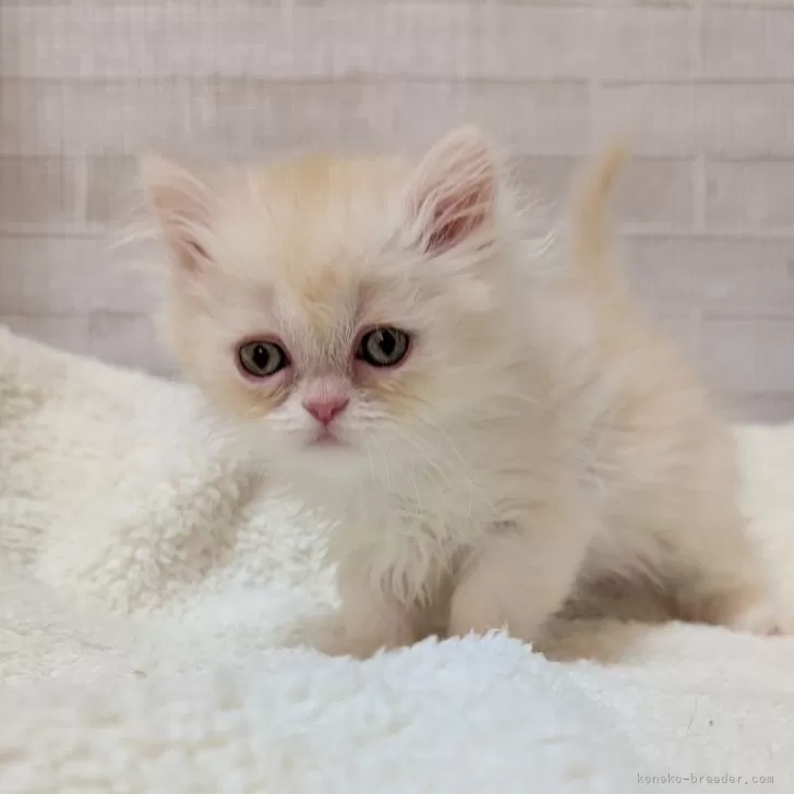 ID:2501-01906の子猫