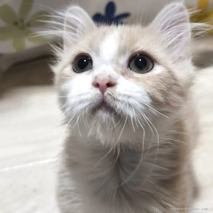 マンチカン(短足)【熊本県・男の子・2025年7月22日・クリームホワイト】の写真1