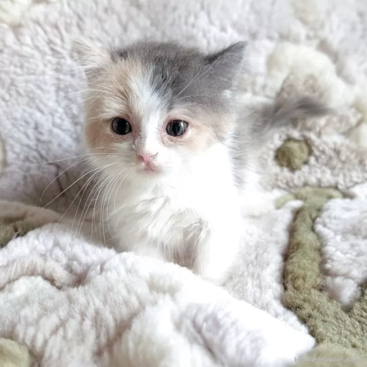 ID:2509-02779の子猫