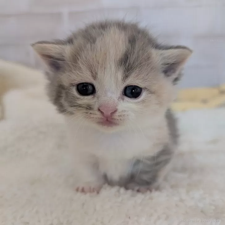 ID：2501-01775の子猫