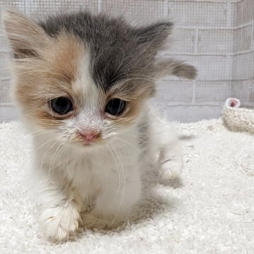 マンチカン(短足)【熊本県・女の子・2025年7月22日・ダイリュートキャリコ】の写真「小さな小さな女の子🎶」