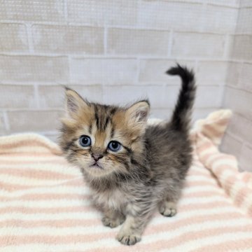 ペルシャ(チンチラ)【熊本県・男の子・2025年9月24日・チンチラゴールデン】の写真「ちょっとタレ目ののんびり屋さん」