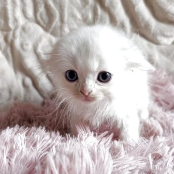 スコティッシュフォールド(折れ耳)【熊本県・女の子・2025年9月30日・ホワイト】の写真「真っ白。折れ耳。かわぃぃ間違いなし♡♡」