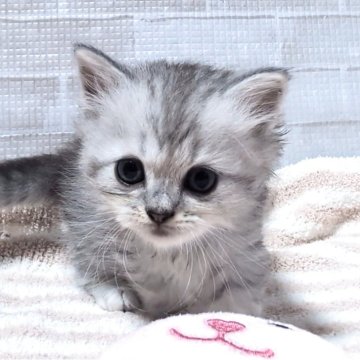 ペルシャ(チンチラ)【熊本県・男の子・2025年9月24日・チンチラシルバー】の写真「マイペースな男の子👦」