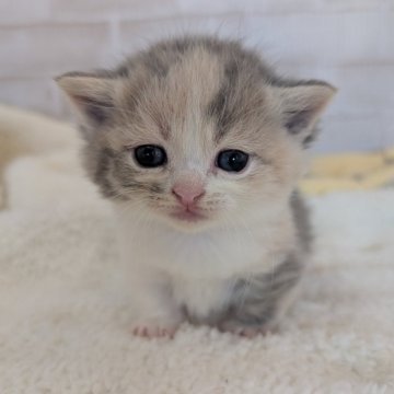 マンチカン(短足)【熊本県・女の子・2024年12月29日・ダイリュートキャリコ】の写真「希少色❣️極短足のかわい子ちゃん🥰♬.*ﾟ」