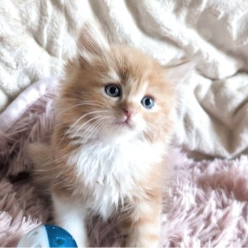 マンチカン(長足)【熊本県・男の子・2025年10月2日・レッドタビー&ホワイト】の写真「ふわふわロングの男の子」