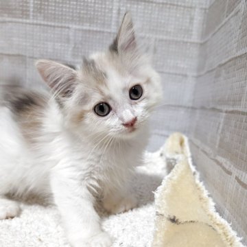 マンチカン(長足)【熊本県・女の子・2025年7月22日・ダイリュートキャリコ】の写真「活発元気なパステルミケちゃん」