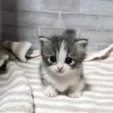 マンチカン(短足)