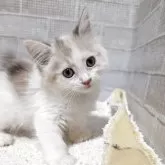 マンチカン(長足)