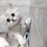 ミヌエット(長足)【熊本県・女の子・2025年3月1日・シェーデットシルバー】の写真2