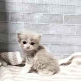 スコティッシュフォールド(立ち耳)【熊本県・男の子・2025年9月30日・カメオクリーム&ホワイト】の写真2