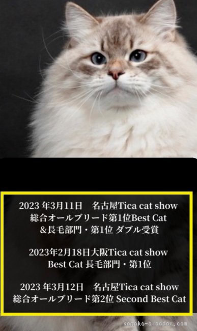 進藤　一矢(しんどう　かずや)ブリーダー(東京都・サイベリアン・TICA/ACC/JCC登録)の紹介写真9