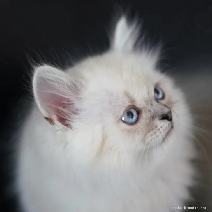 ID:2303-01498の子猫