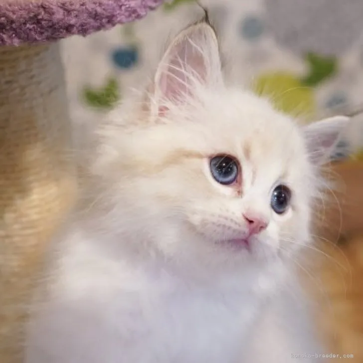 ID：2310-01182の子猫