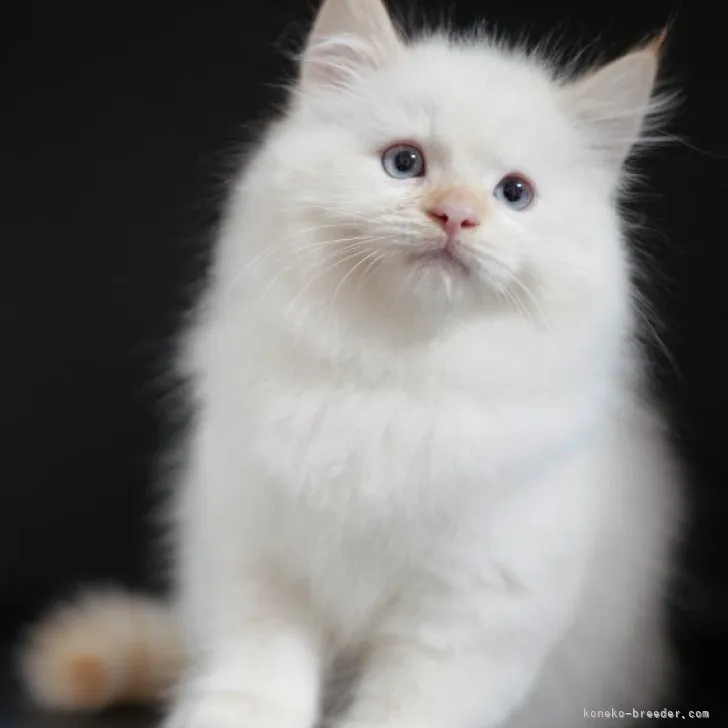 ID：2303-02978の子猫