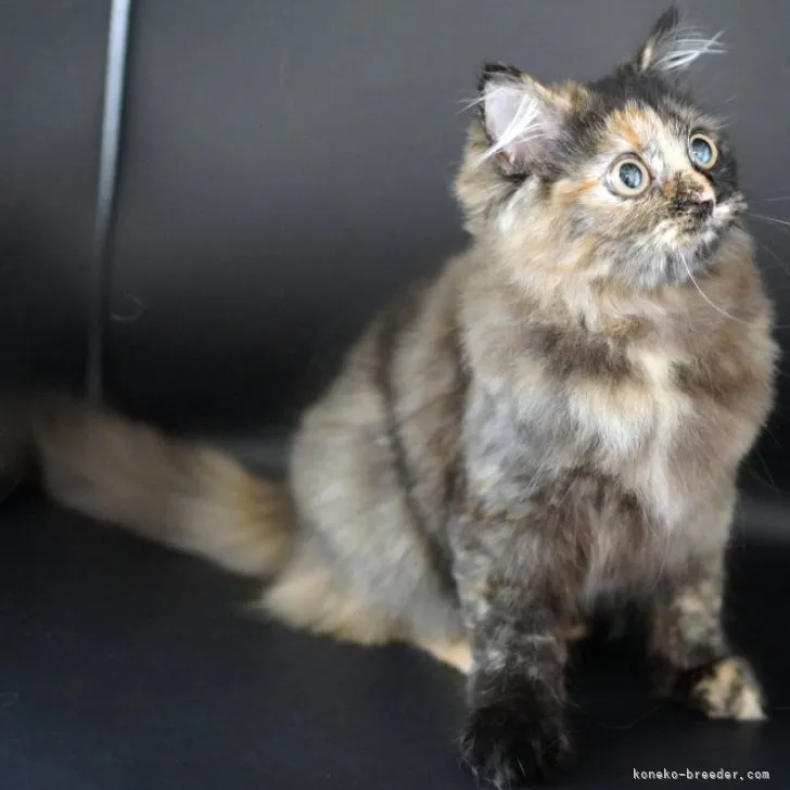 ID:2303-01478の子猫