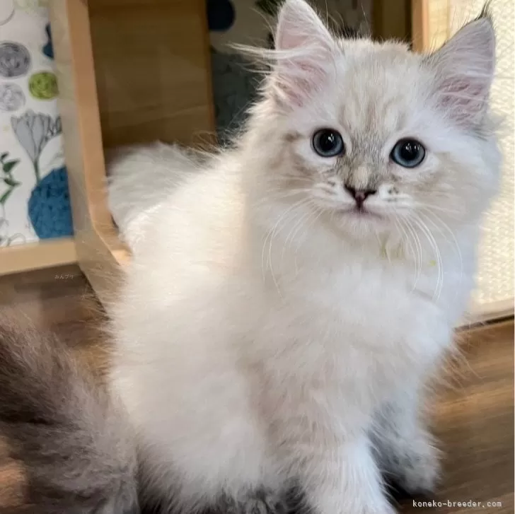 ID:2312-02423の子猫