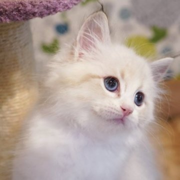 サイベリアン【東京都・女の子・2023年8月11日・ブルーリンクスポイント&ホワイト（トリプルコート）】の写真「幸せを呼ぶとされるキャンドルテール✨」
