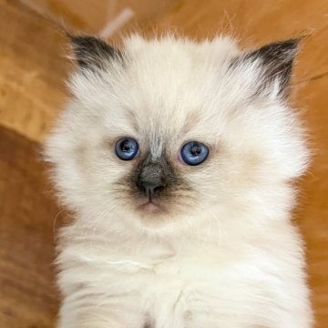 サイベリアン【東京都・女の子・2024年10月20日・シールポイント】の写真「ハイクオリティのモデル子猫‼️」