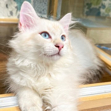 サイベリアン【東京都・男の子・2024年7月17日・シールゴールデンリンクスポイント】の写真「桁違いの甘えっぷりです。」