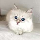 サイベリアン