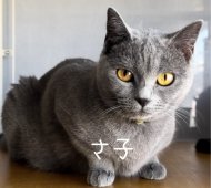 シャルトリュー【・女の子・2021年7月20日・ブルー】「2024/12/07撮影」