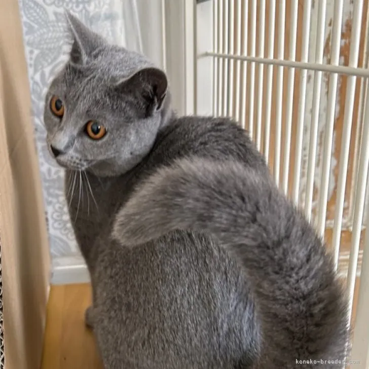 ID:2304-01165の子猫