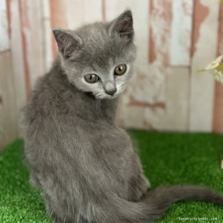 ID:2303-02123の子猫