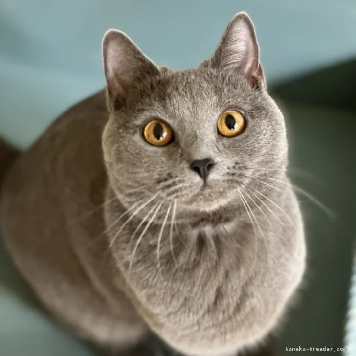 ID:2312-01138の子猫