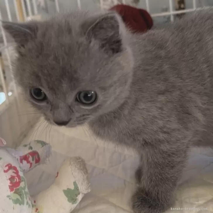 ID:2401-01110の子猫