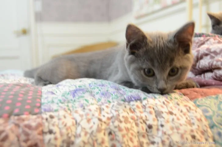 ID:1911-01184の子猫