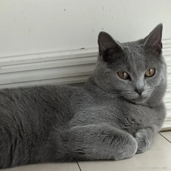 ID：2304-01177の子猫