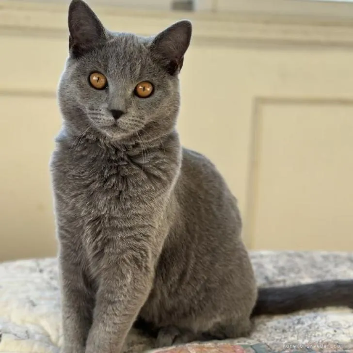 ID:2302-01096の子猫