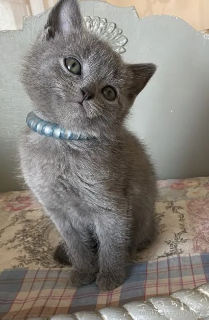 ID:2202-01790の子猫