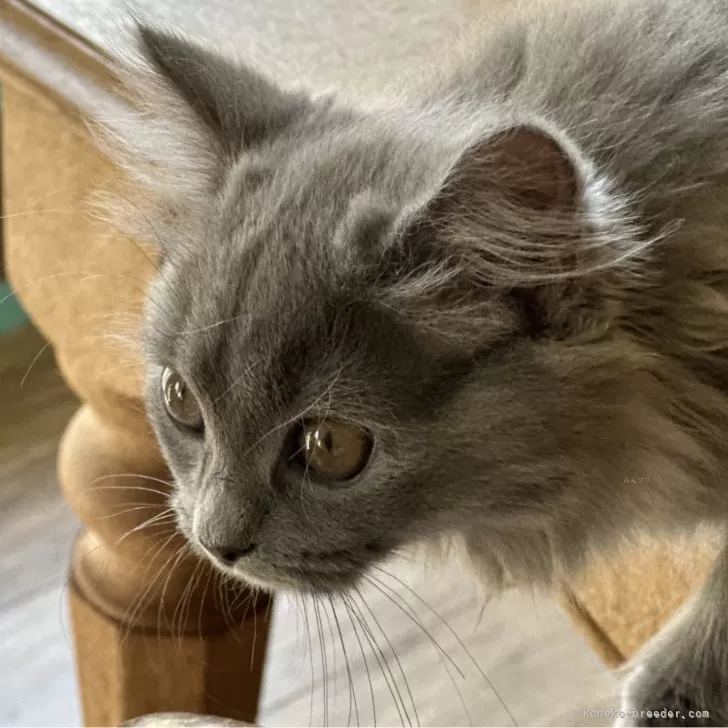 A.I 様のお迎えした子猫
