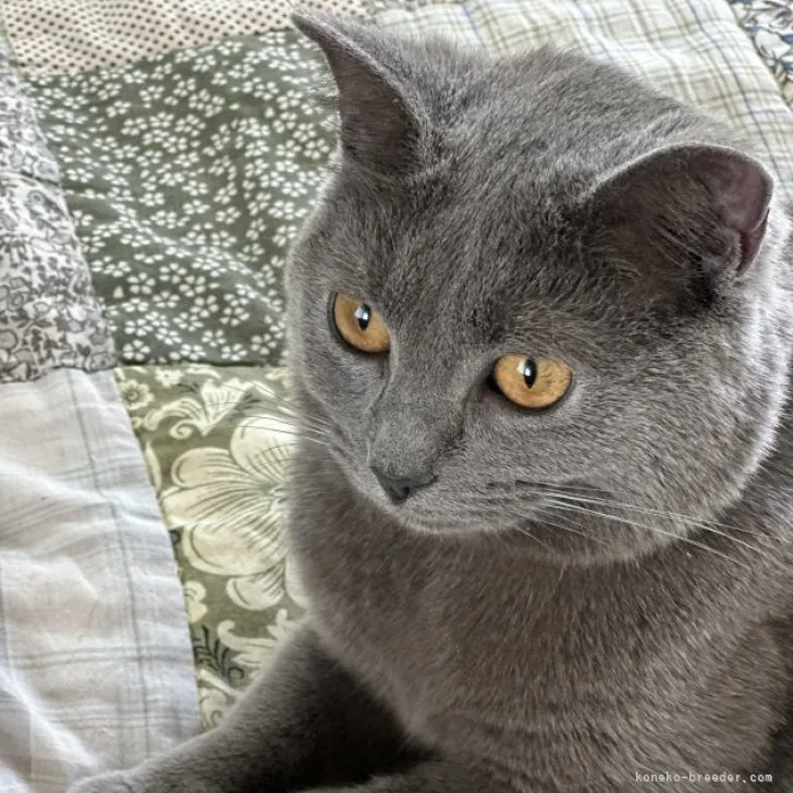 ID:2304-01314の子猫