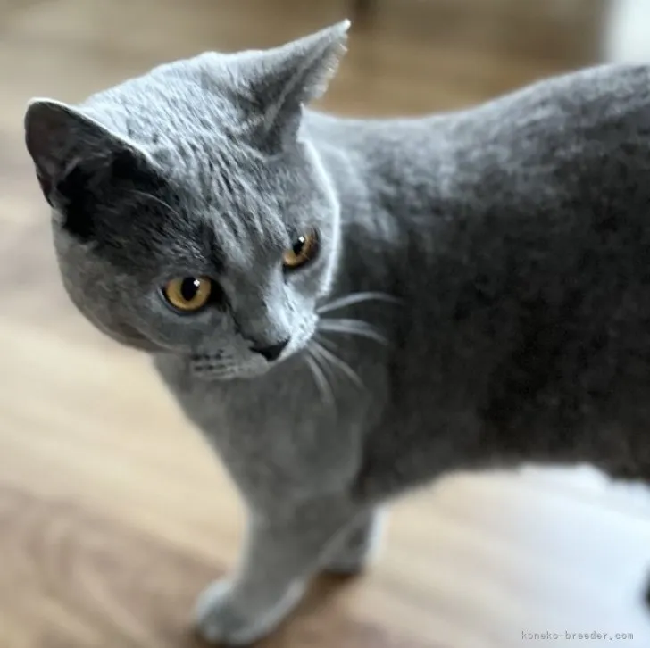 ID：2306-03508の子猫