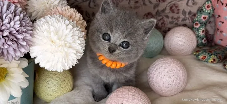 ID:2204-00427の子猫