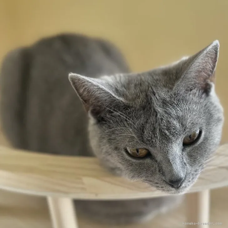ID:2306-03517の子猫
