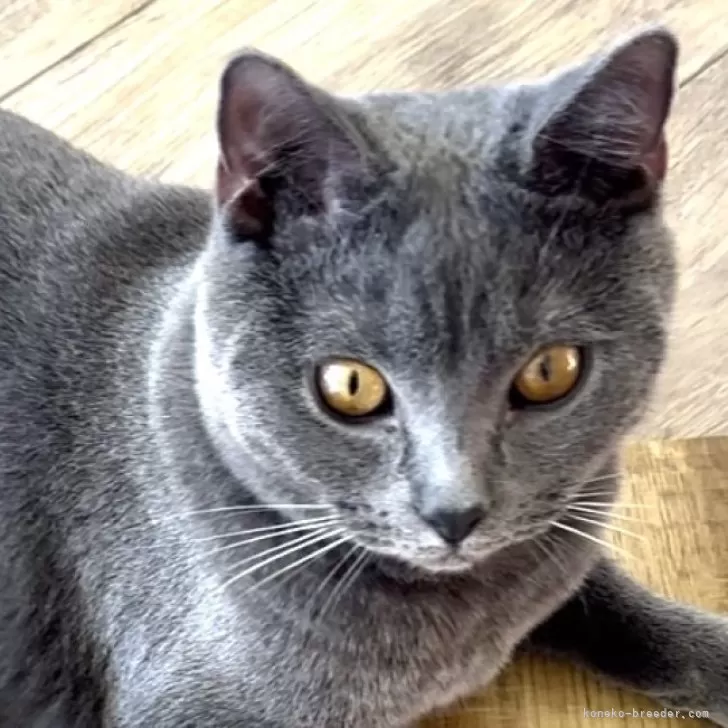 ID:2402-00233の子猫