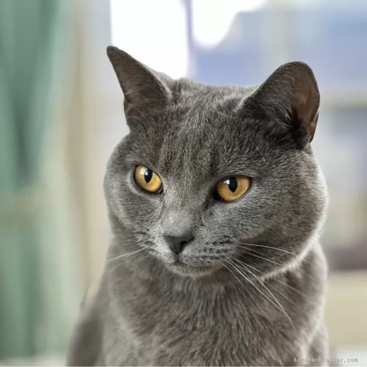 ID:2401-01273の子猫